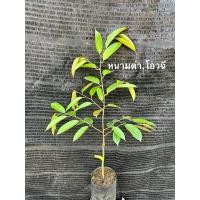 ราคา ต้นทุเรียนพันธุ์ หนามดำไม้ใหม่ สูง40-50ซม. (ใส่ได้ไม่เกิน4ต้น/กล่อง) (22219898970)