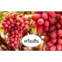 ราคา กิ่งองุ่นป่า​ ติดตาพันธุ์​ คริมสัน​ (แดง​ ไร้​เมล็ด)​ (13406795770)