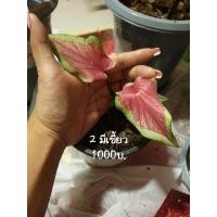 ราคา บอนสีปลาบู่ทองหายาก น่าสะสม (12017241129)