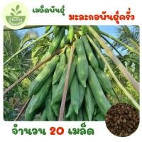 ราคา เมล็ดพันธุ์มะละกอพันธุ์ครั่ง จำนวน 20 เมล็ด (57953484746)