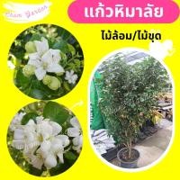 ราคา ต้นแก้วหิมาลัย ไม้ล้อม/ไม้ขุด (23056112544)