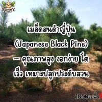 ราคา เมล็ดสนดำญี่ปุ่น (Japanese Black Pine) – คุณภาพสูง งอกง่าย โตเร็ว เหมาะปลูกประดับสวน (58102465632)
