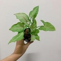 ราคา ต้นออมเงิน ต้นออมนาค : ต้นไม้มงคล (6637807610)