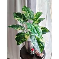 ราคา ต้นพลูด่าง946 ต้นไม้ปลอม ใบไม้ประดิษฐ์ (9827156987)