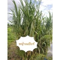 ราคา หญ้าเนเปียร์ ท่อนพันธุ์หญ้าเนเปียร์ตัดสด 1 ท่อน 2 ข้อตา สำหรับปลูก อาหารสัตว์ (27201589702)