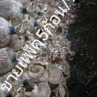 ราคา ก้อน10บาทเห็ดนางฟ้าภูฐานรับประกันคุณภาพราคาเเพ็ค5ก้อน/ชุด (5635517997)