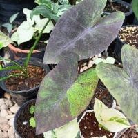 ราคา แบล็คเมจิกกลาย Colocasia​ Black​ ​magic กระถาง 3 นิ้ว แบล็คเมจิกด่าง (10885099460)