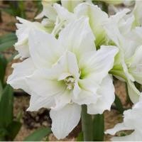 ราคา 1 หัวว่าน ว่านสี่ทิศ ฮอลแลนด์ Amaryllis White Nymph 22-24 ซม (9151643464)