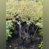 ราคา ต้นหูกระจงด่างหรือต้นแผ่บารมีด่าง เป็นไม้ประดับไม้มงคล (44553011172)