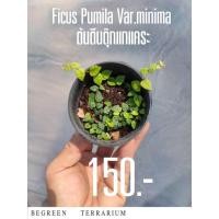ราคา ต้นตีนตุ๊กแกแคระ Ficus Pumila Var.Minima (25313434382)