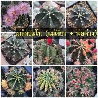 ราคา เมล็ดยิมโนเขียว (ผสมพ่อด่าง) (1236202195)