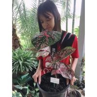ราคา ไก่ราชาวดี บอนสี บอนไก่ราชาวดี แม่พันธุ์ไม่เคยผ่า กัดสีจัดจ้าน บอนไทย บอนไก่ (13718100516)