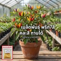 ราคา เมล็ดพันธุ์พริกเจ็ดสี พริกสายรุ้ง ประดับได้ ทานได้เผ็ดมาก 30-70 เมล็ด อินทรีย์ออแกนิค ดูแลง่าย (ซื้อ 10 แถม 1 ) (53305730949)