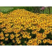 ราคา เมล็ด แบล็คอายซูซาน ( Blackeye susan Seed ) บรรจุ 20 เมล็ด ของแท้ นำเข้า (23667237822)