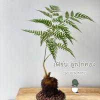 ราคา ต้นไม้มงคล Golden Moss, Chain Fern.ว่านลูกไก่ทอง ว่านไก่ทอง ตระกูลเฟิร์น ว่าน ไม้มงคล ต้นไม้ให้โชค (42552048473)
