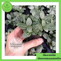 ราคา ต้นลายเงิน ต้นพรมออสเตรเลีย สีเขียว กระถาง 3" [ต้นไม้จิ๋ว]ไม้มงคล ไม้ฟอกอากาศ (9957192741)
