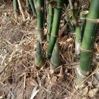 ราคา หน่อไม้สดไผ่กิมซุง หน่อใหญ่ รสชาติดี (3953033356)