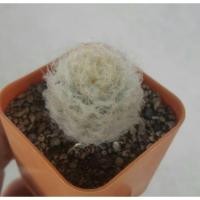 ราคา Cactus แคคตัส กระบองเพชร ไม้อวบน้ำ แมมขนนก แคคตัส (4209464252)