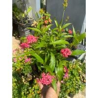 ราคา ต้นเข็มชมพูนุช#ดอกมีกลิ่นหอม#กระถาง 5-6 นิ้ว (21673891610)