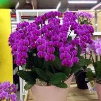 ราคา 50SEEDS เมล็ดกล้วยไม้ฟาแลนนอปซิส ฟาแลนนอปซิส Phalaenopsis Orchid Seeds พันธุ์ดอกไม้ ต้นไม้มงคล (57501313463)