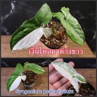 ราคา ต้นเงินไหลมาด่างขาว เงินไหลมาด่าง (Syngonium podophyllum) กระถาง 4 นิ้ว (10256868302)