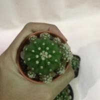 ราคา Echinopsis อิชินอปซิส แคคตัส (6215900769)