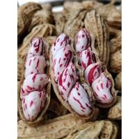 ราคา เมล็ดพันธุ์ถั่วลายเสือหรือถั่วลิสงพันธุ์กาฬสินธุ์เสือ (23973559072)