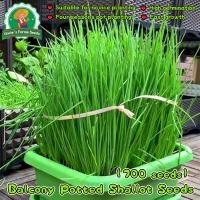 ราคา 700 เมล็ด เมล็ดพันธุ์ ต้นหอม หอมแดง Organic Shallots Plant Seeds Shallots Vegetable Seeds เมล็ดหอมแดง เมล็ดพันธุ์ผัก (28042706481)