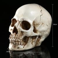 ราคา โมเดล หัวกะโหลก สุดโหด วัสดุ เรซิ่น Skull กะโหลกผี ฮาโลวีน Halloween โครงกระดูก รุ่น 106 (821585550)