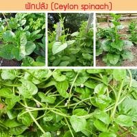 ราคา เมล็ดพันธุ์ ผักปลัง (Ceylon spinach) 80 เมล็ด ปลูกง่าย ปลูกได้ทั่วไทย (3957608040)