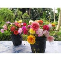 ราคา ดอกคุณนายตื่นสาย/แพรเซี่ยงไฮ้​ คละสี​ ชุด​ 40กิ่ง​ 50บาท​ (21-50สี) (4144062697)