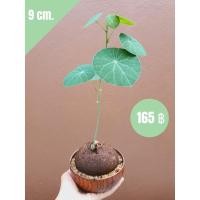 ราคา บัวบกโขด บัวบกโขดมีใบ บัวบกโขดส่งทั้งกระถาง Stephania erecta Craib (11119299864)