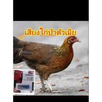 ราคา เสียงไก่ป่าตัวเมียบันทึกในยูเอสบี (29756342274)
