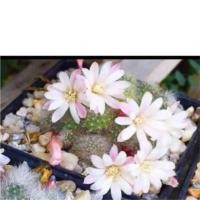 ราคา กระบองเพชร แคคตัส (Cactus) รีบูเทีย (Rebutia) ดอกขาว จัดส่งทั้งกระถาง *อ่านรายละเอียดก่อนสั่งซื้อ (3113583587)