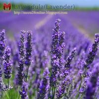 ราคา ดอกลาเวนเดอร์(Lavandula)ทำน้ำมันหอมระเหย(1000เมล็ด) (4500429043)