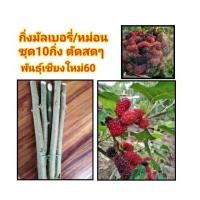 ราคา กิ่งมัลเบอรี่​ พันธุ์เชียงใหม่60​ แบบกิ่ง12กิ่งราคา50บาท (5344401111)