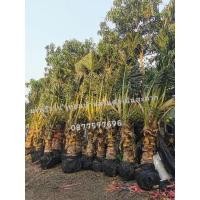 ราคา ต้นมะพร้าวน้ำหอมพันธุ์​เตี้ยออกลูก​แล้ว (5814673017)