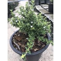 ราคา ข้าวตอกพระร่วงดอกสีขาวต้นพร้อมทำบอนไซ (6058022849)