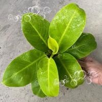 ราคา #ฟิโลเดนดรอนมูลไลท์ #กุมารทองเรียกทรัพย์ (7541446033)