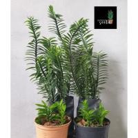 ราคา #ต้นบันไดเศรษฐี #ว่านบันไดเศรษฐี#ต้นตีนตะขาบ กระถาง4นิ้ว (18744596625)