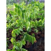 ราคา ต้นผักหวาน ปลอดสารพิษ ขายชุดละ5ต้น 125บาทครับ (9458718651)