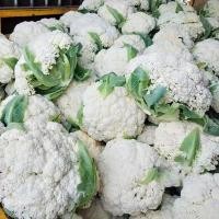 ราคา งอกสูง กะหล่ำดอก สีม่วง ( cauliflower seeds for planting) บรรจุ 200 เมล็ด งอกสูง (41176509872)