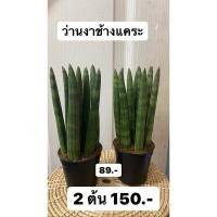 ราคา #ว่านงาช้าง #ไม่มงคลเรียกทรัพย์ ค้าขายร่ำรวย (9729770766)