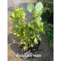 ราคา ต้นแก้วเจ้าจอม (Lignum Vitae) (41278122765)