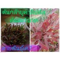 ราคา ต้นกล้ายูคาลิปตัส ราคาต้นละ 1 บาท ขนาดความสูง 3-5 เซน (23522008260)