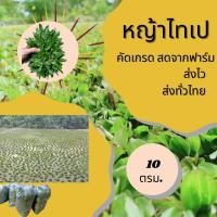 ราคา หญ้าไทเปคัดเกรด10ตรม. (16886076925)