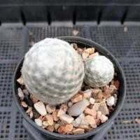 ราคา แมมลูกกอล์ฟ Mammillaria Humboldtii (40112244636)