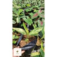 ราคา ข่าด่างเหลือง ข่าหายาก ข่าสวยงาม (9575351417)