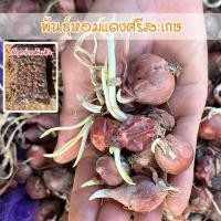 ราคา พันธุ์หัวหอมแดงศรีสะเกษ ไม่ตัดจุก ปลูกง่าย โตเร็ว ผลผลิตสูง สำหรับปลูก ในแปลในกระถาง [ ซื้อ 10 แถม 1 คละได้] (24057990240)