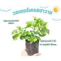 ราคา วอเตอร์เครสฮาวาย หรือผักเป็ดญี่ปุ่น (44371007334)